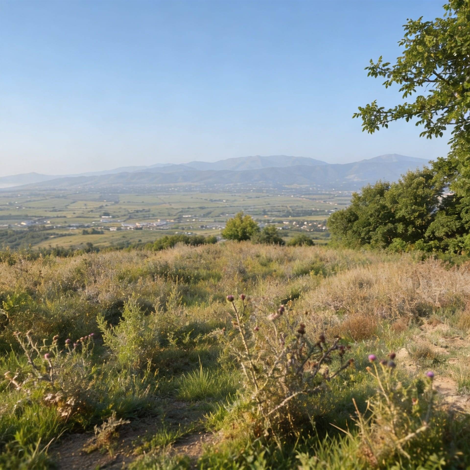 ფაქტობრივი ფოტო: პანორამული ხედი ბორცვიდან წილკნის-მუხრანის ვაკეზე და თრიალეთის ქედზე
